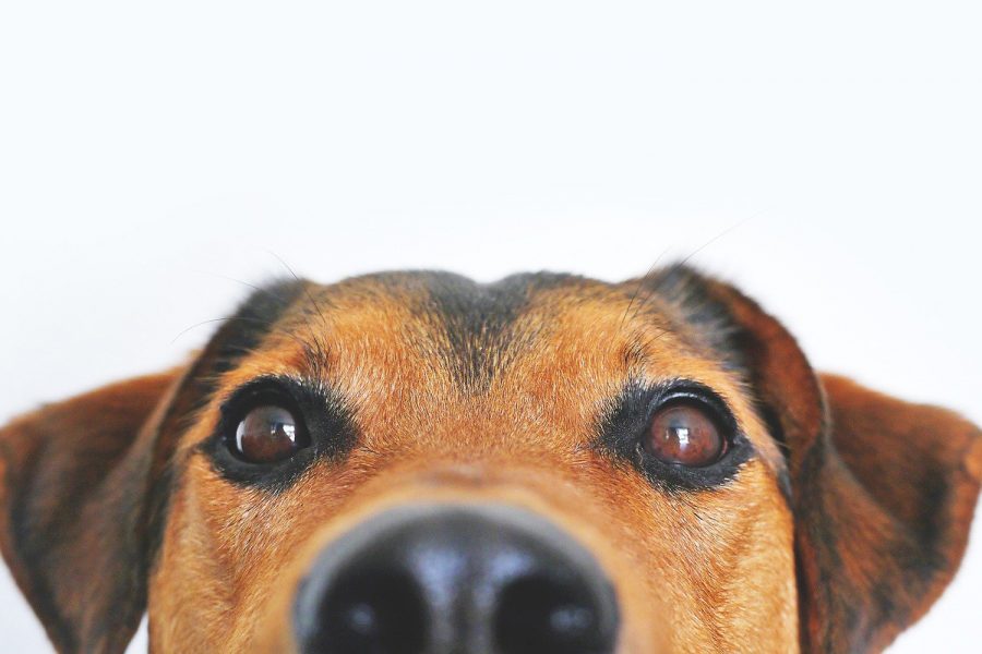 Dogs Sniff Out Coronavirus