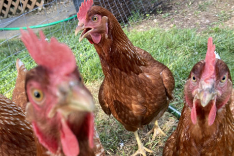 Student Spends Pandemic Cooped up With Chickens