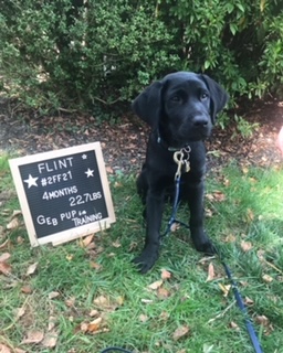 Student Raises and Trains Guide Dog