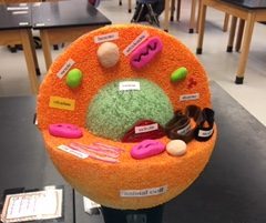 Science students created models of cells using random items from around the house.