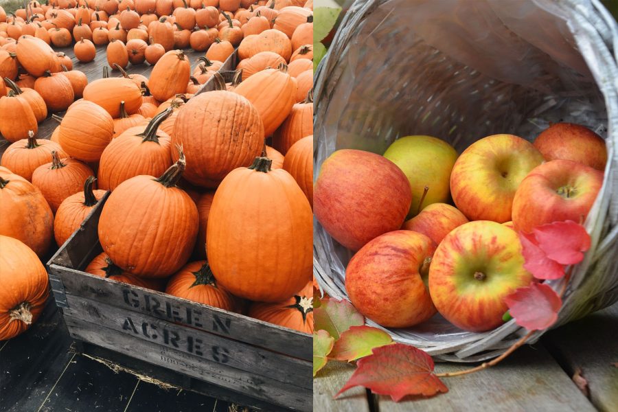 Thanksgiving Show Down:  Apples vs Pumpkins