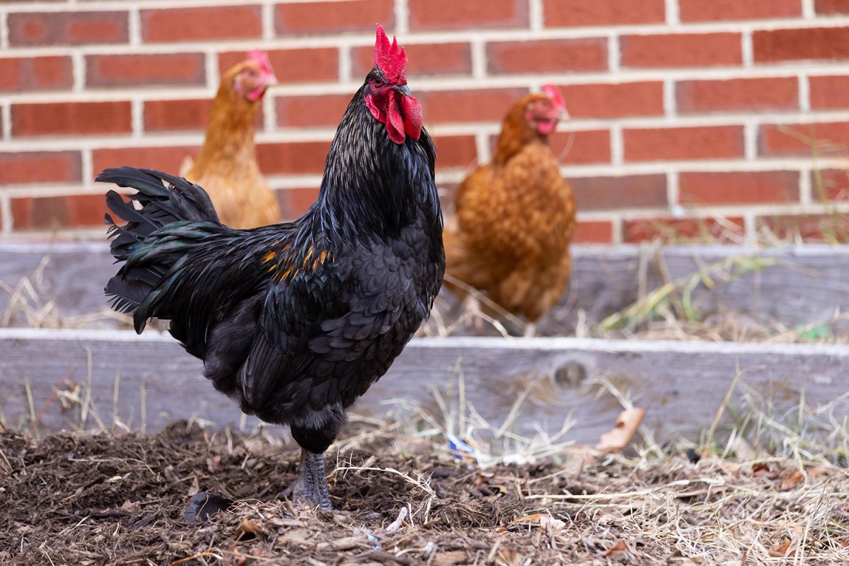 Chickens Come Home to Roost at Longfellow